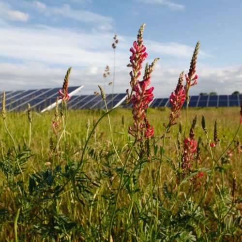 Solar_and_flowers_-_credit_Eden_Solar